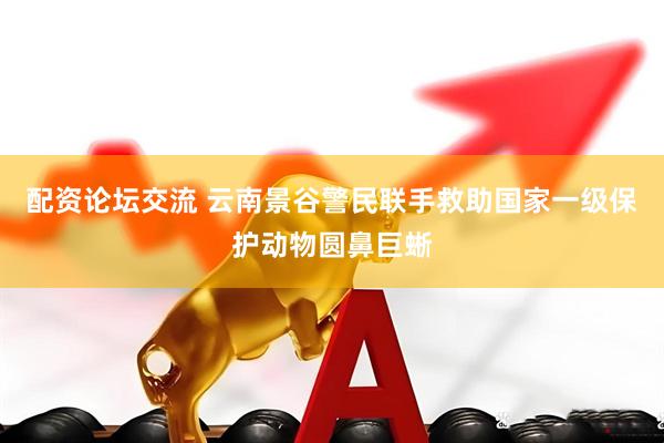 配资论坛交流 云南景谷警民联手救助国家一级保护动物圆鼻巨蜥